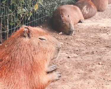 Capybaras in zoo next to Pan de Azucar in Uruguay, South America 
