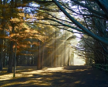 Cami Hoang – Forest Light Awakening | Home Reiki Section