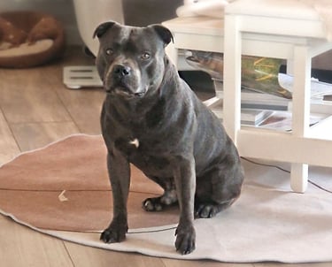 staffordshire bull terrier blu giovane campione italiano