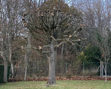 Élagage tête de chat