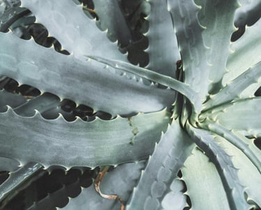 Aloe plant