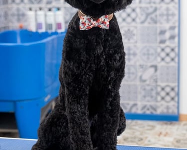 toilettage caniche