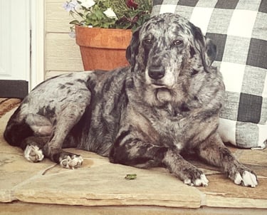 Robin Can Do It House Sitting Jesse the pretty Lab Mix near Carbondale, Colorado