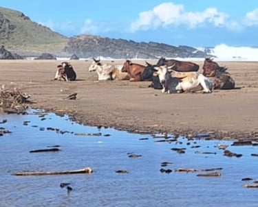 Cattle catching a tan on the beach