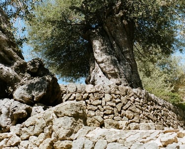 a tree that is growing out of a stone wall