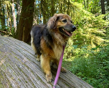 Valiente exploring the woods