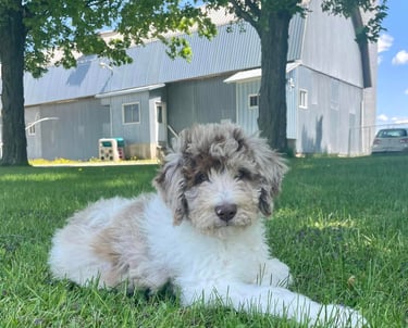 Chiot Aussie Doodle bicolore avec des tons blanc, beige et brun, joueur et curieux.