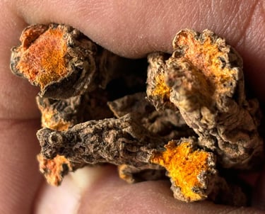 Kocha Turmeric 