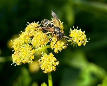 a bee on a flower