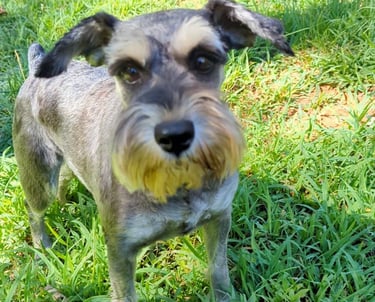 a dog is standing in the grass with a frisbee in it