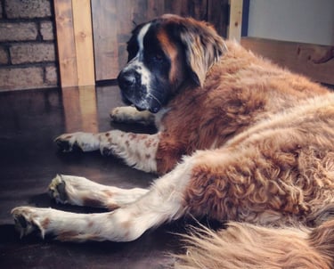 Robin Arthur House Sitting with Handsome Saint Bernard named Huck in Paonia, Colorado