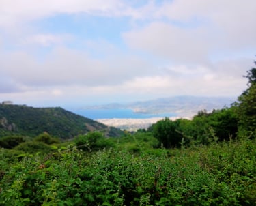 Pelion herbal journey with medical herbalist Emmanouil Manos at guided herbal walk with Volos at the