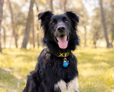 Sessió de fotos de mascotes a Girona amb un gos en un entorn natural exterior