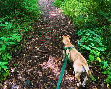 a dog is walking on a path in the woods
