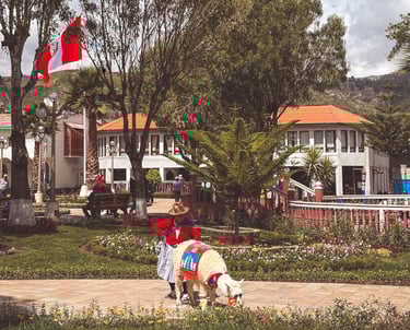 Alpaca and Peruvian Woman in the Center of Huaraz in Peru, South America