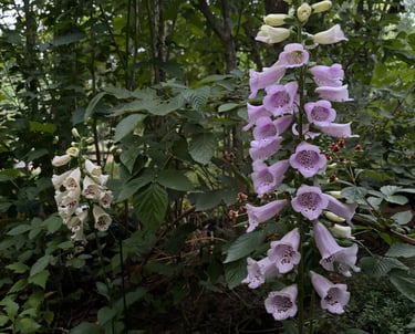 Foxgloves along the Poison Path at Mallow Rose Cottage, Summer 2024