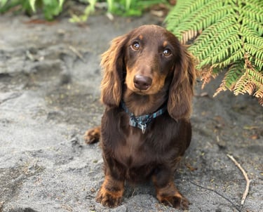 long hair miniature dachshund New Zealand
