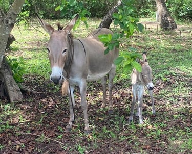 new born donkey with his mama at AAK farm