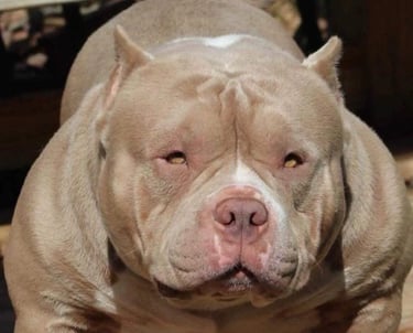 lilac pocket american bully New Zealand