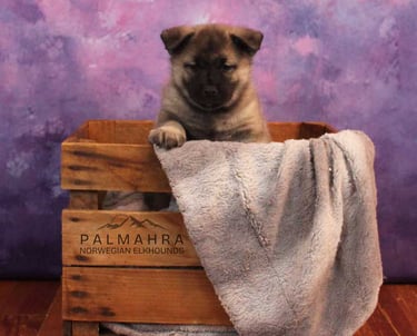Norwegian Elkhound puppy