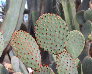 two cactus plants with tiny red thorns