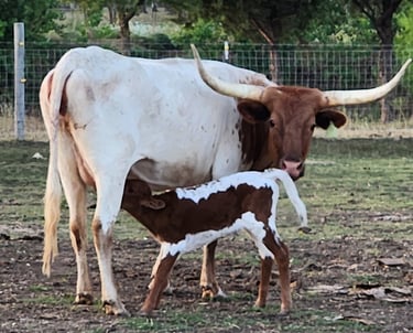 Miniature Longhorn cow and calf