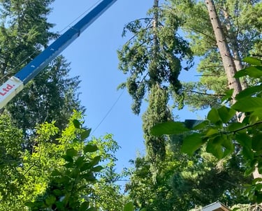 Emergency Tree Removal Sicamous