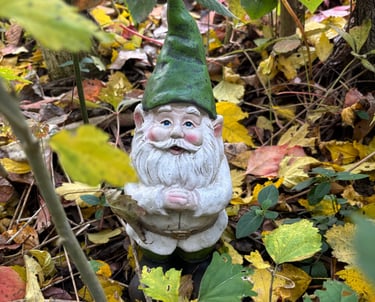 Garden Gnome at Mallow Rose Cottage, Autumn 2024