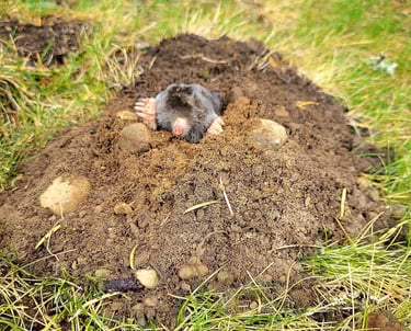 a pink nosed mole on top if a mound of fresh dirt with green and brown grass and autumn brown maple leaves
