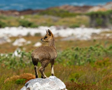 Overberg wildlife