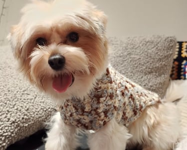 a dog wearing crocheted jumper