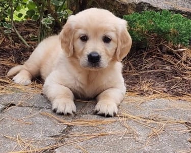 Chiot golden retriever blanc, câlin et doux, prêt à être adopté.