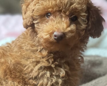 a brown dog is sitting on a blanket