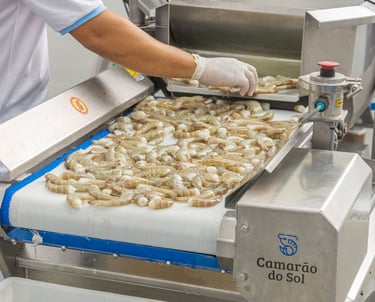 Linha de beneficiamento de camarão Camarão do Sol