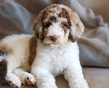 Chiot Aussie Doodle brun et blanc, endormi paisiblement dans un lit, avec une expression calme et ad
