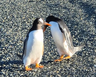 Pinguinos en ushuaia