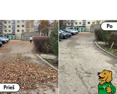 Lapų grėbojimas (tvarkymas) kieme pries ir po