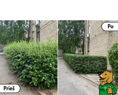 Gyvatvorės genėjimas prieš ir po