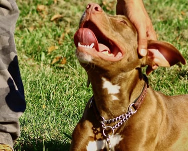 Pit bull relaxing on grass while a handler gently pets during boarding at Dynamic K9 in Tampa, FL.