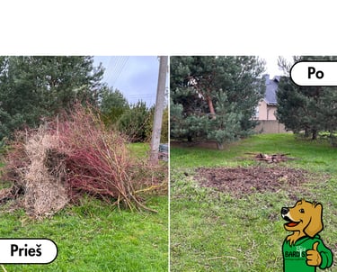 saku išvežimas utilizuoti pries ir po