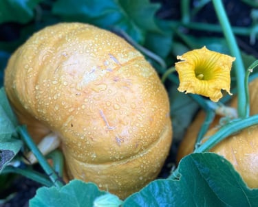 permaculture au gite la fortune dans les vosges