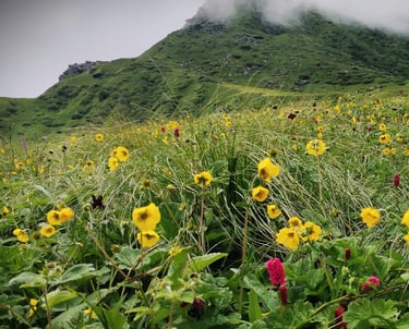 Yellow wildflowers blooming on grassy slopes beneath misty green hills