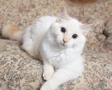A white long-haired cat
