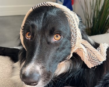 sila toutouka border collie