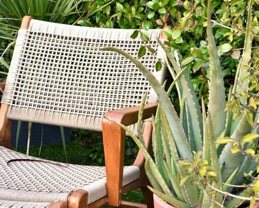 Aloe plant