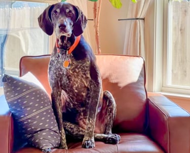a dog sitting on a couch in a living room
