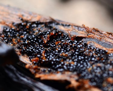 vanilla caviar