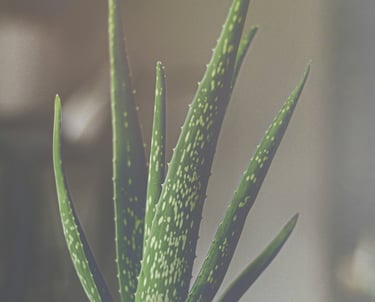 Aloe houseplant