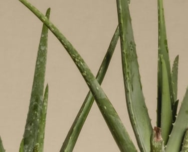 Aloe Vera plant