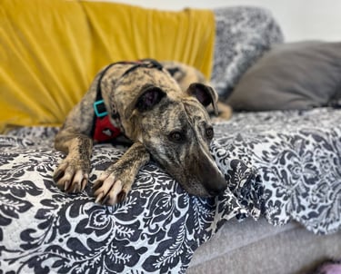 a lurcher type dog laying on a couch 